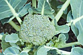 BRASSICA OLERACEA BOTRYTIS ITALICA KABUKI