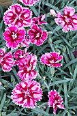 DIANTHUS SUPERNOVA