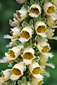 DIGITALIS FERRUGINEA