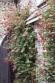 FUCHSIA RICCARTONII