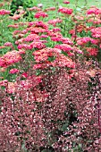 HEUCHERA PURPLE PALACE & ACHILLEA PAPRIKA