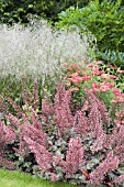 HEUCHERA PURPLE PALACE, CALAMAGROSTIS BRACHYTRICHA & ACHILLEA PAPRIKA