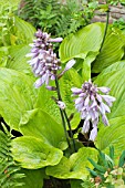 HOSTA GOLD STANDARD