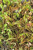 LEPTINELLA (COTULA) POTENTILLOIDES