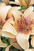 LILIUM TANGO & CREAM