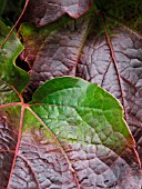 PARTHENOCISSUS TRICUSPIDATA (BOSTON IVY)