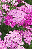 ACHILLEA MILLIFOLIUM PRETTY BELINDA