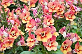 ANTIRRHINUM PEACHY