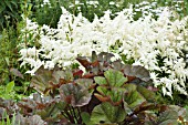 ASTILBE SNOWDRIFT & LIGULARIA DENTATA DESDEMONA