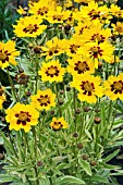 COREOPSIS CALYPSO