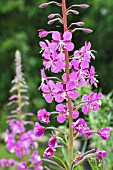 EPILOBIUM ANGUSTIFOLIUM