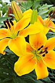 LILIUM YELLOW JOY