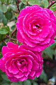 ROSA GLORIANA (CHEWPOPE)