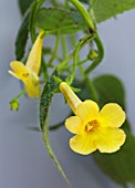 ACHIMENES CLOUDED YELLOW STONE