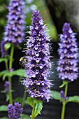 AGASTACHE MEXICANA BLACK ADDER