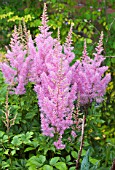 ASTILBE HYAZINTH