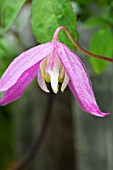 CLEMATIS ALPINA CONSTANCE