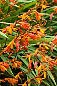 CROCOSMIA X CROCOSMIAFLORA