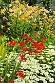 CROCOSMIA, ANTHEMIS & LILIUM