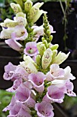 DIGITALIS CAMELOT LAVENDER