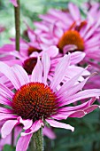 ECHINACEA PURPUREA RUBY STAR