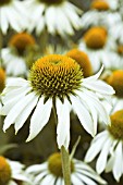 ECHINACEA PURPUREA WHITE SWAN