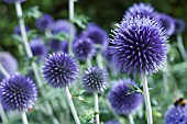 ECHINOPS VEITCHS BLUE