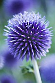 ECHINOPS VEITCHS BLUE