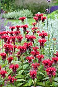 MONARDA CAMBRIDGE SCARLET