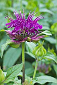 MONARDA PRARIE NIGHT