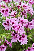 PELARGONIUM SHIRLEY ASH