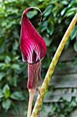 ARISAEMA SPECIOSUM