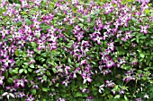 CLEMATIS MINUET