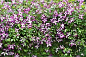 CLEMATIS MINUET