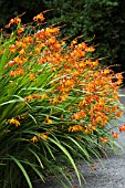 CROCOSMIA X CROCOSMIAFLORA