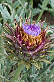 CYNARA CARDUNCULUS GREEN GLOBE