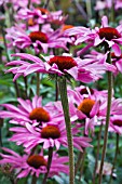 ECHINACEA PURPUREA RUBY STAR