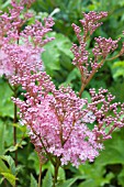 FILIPENDULA RUBRA VENUSTA