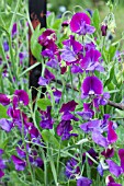 LATHYRUS ODORATA MATUCANA