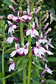 LOBELIA COMPTON PINK