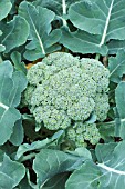 BRASSICA OLERACEA BOTRYTIS ITALICA AQUILES