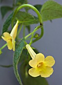 ACHIMENES CLOUDED YELLOW STONE