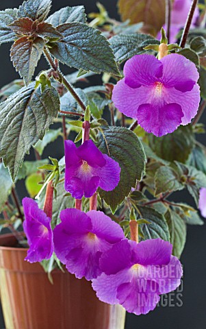 ACHIMENES_PULCHERRIMA