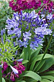 AGAPANTHUS BLUE