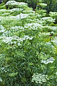 AMMI MAJUS