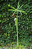 ARISAEMA CONSANGUINEUM