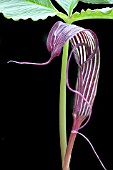 ARISAEMA COSTATUM