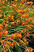 CROCOSMIA x CROCOSMIIFLORA, (SYN. MONTBRETIA x CROCOSMIIFLORA)