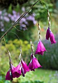 DIERAMA SLIEVE DONARD HYBRIDS