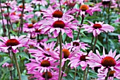 ECHINACEA PURPUREA RUBY STAR